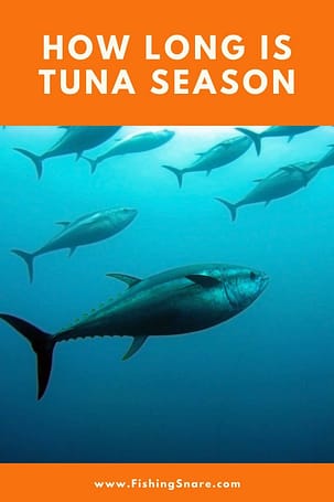 How long is Tuna fishing season